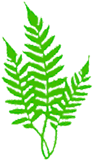 green kupukupu ferns